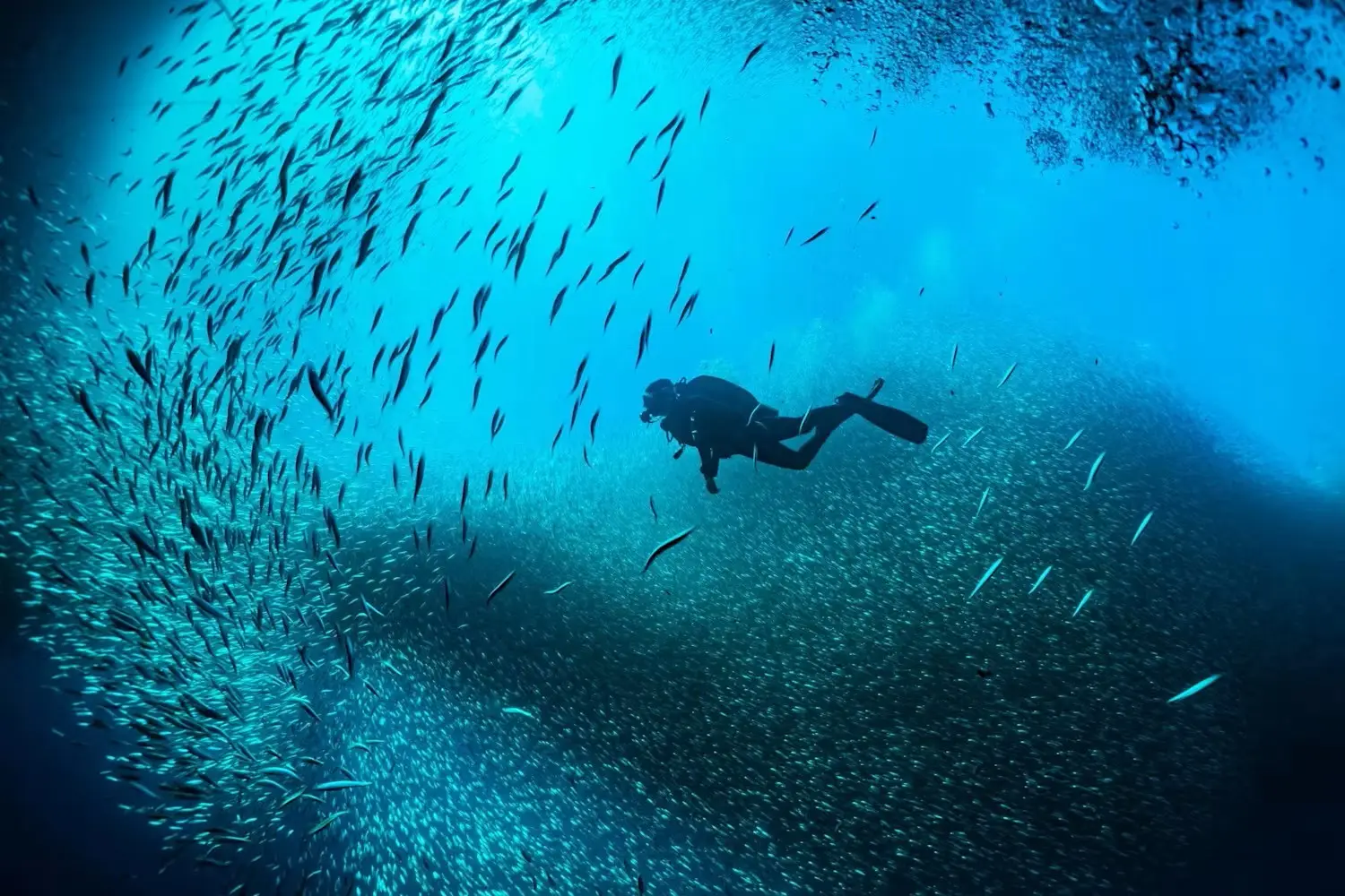 Diver moving through clear coastal water